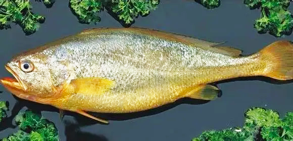 技術(shù)革新、顛覆認(rèn)知：儲(chǔ)藏了近4年的黃魚、豬肉還很新鮮！(圖1)